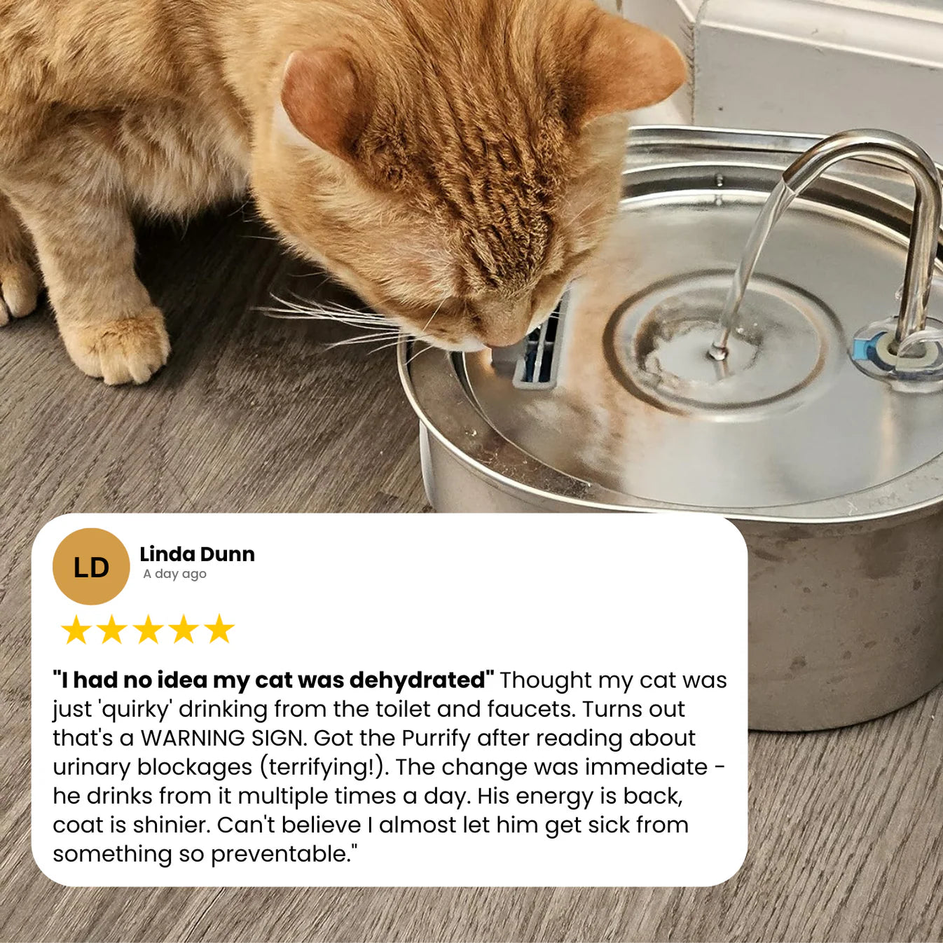 Protect your cat from dehydration and urinary emergencies with Purrify