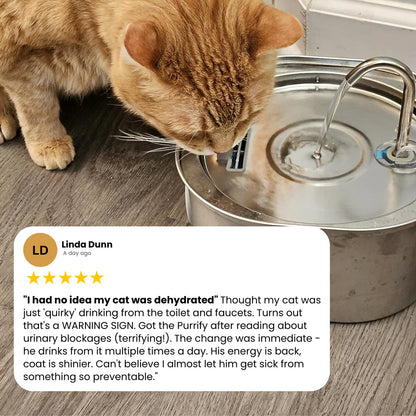Protect your cat from dehydration and urinary emergencies with Purrify